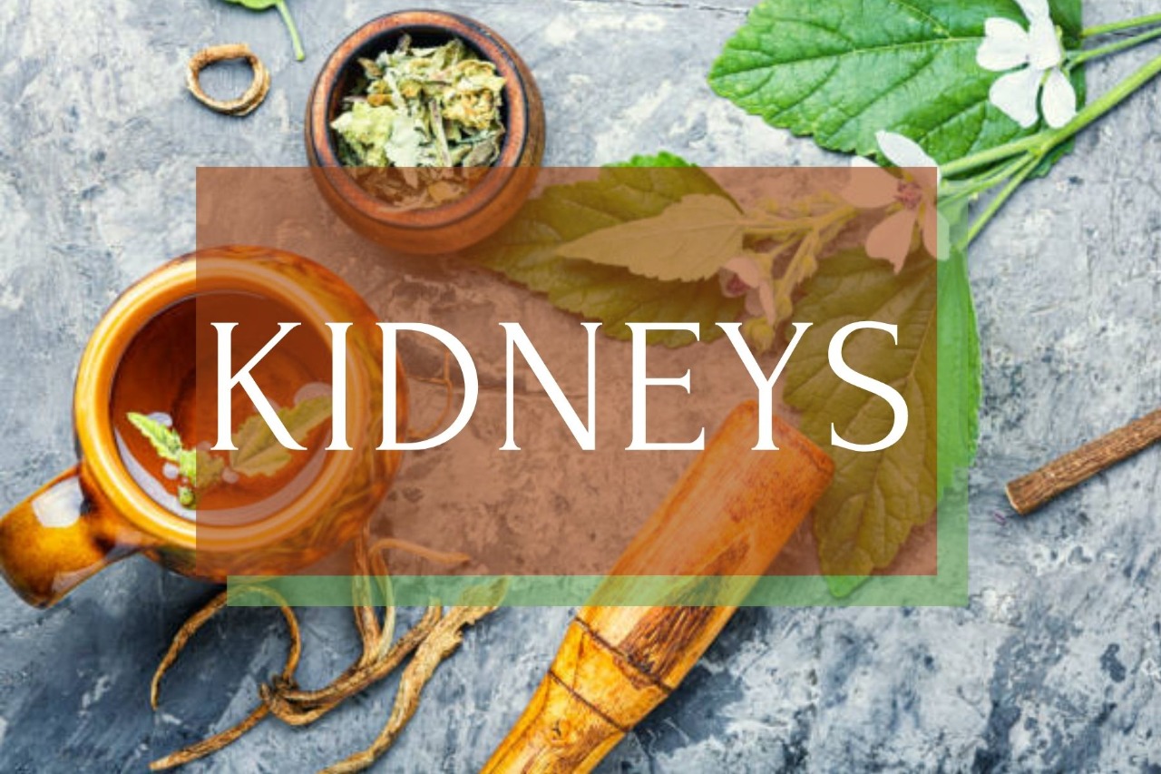 KIDNEYS